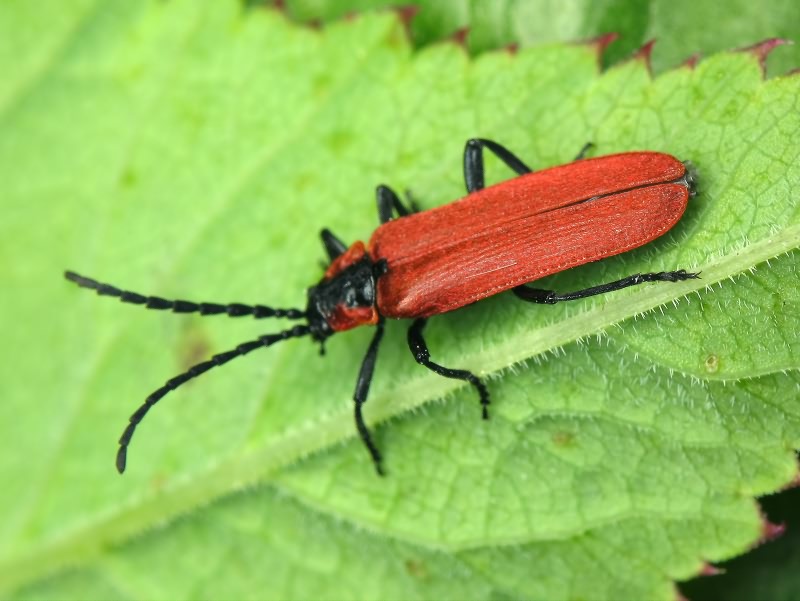 Lygistopterus sanguineus (Linnaeus, 1758)